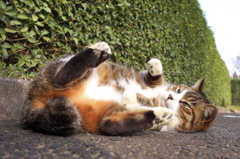 公園猫104