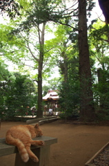 神社猫19