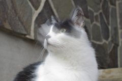 通りすがり猫191