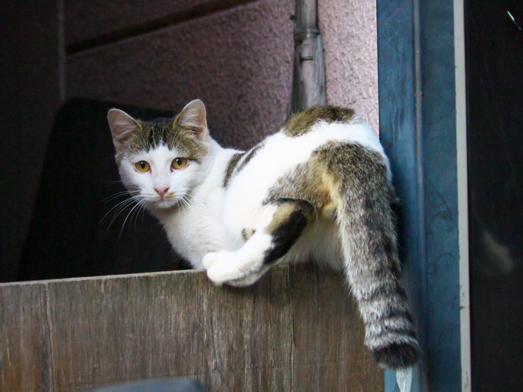 通りすがり猫147