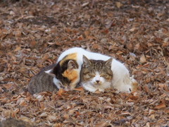 公園猫127