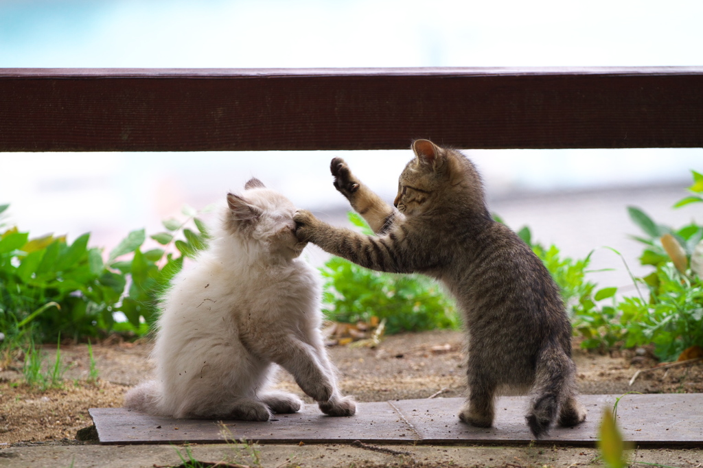 尾道猫77