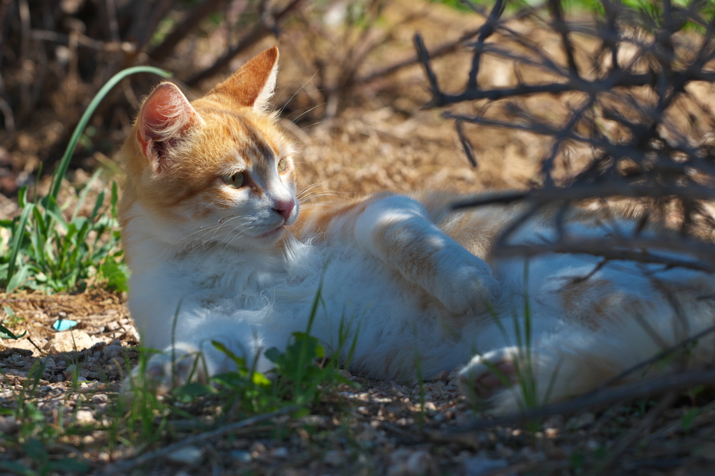 地中海猫32