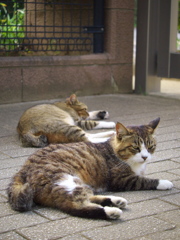 公園猫87