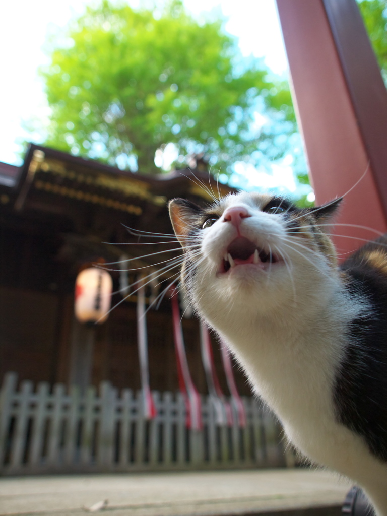 神社猫80