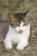 S公園猫03