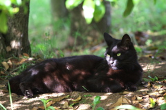 S公園猫01