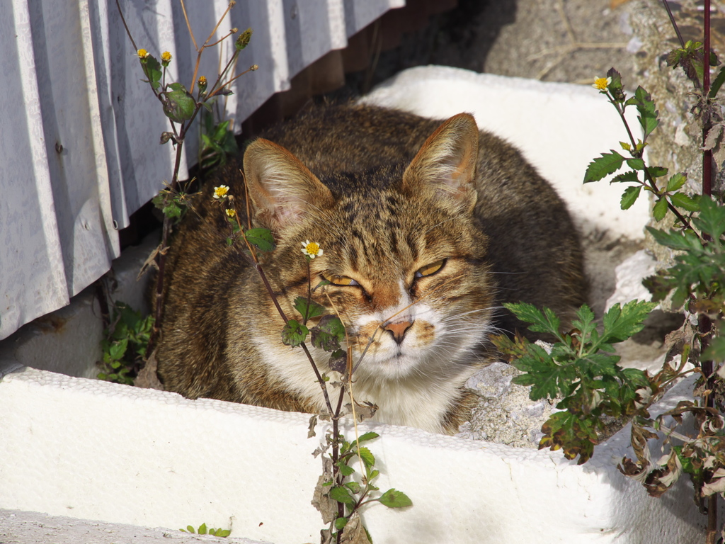 通りすがり猫198