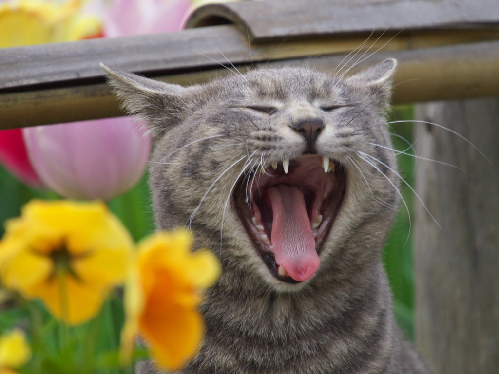 公園猫108
