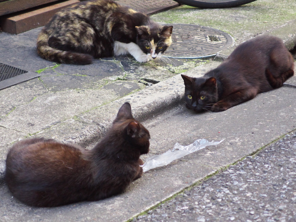 通りすがり猫175