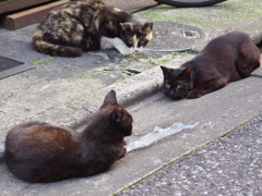 通りすがり猫175