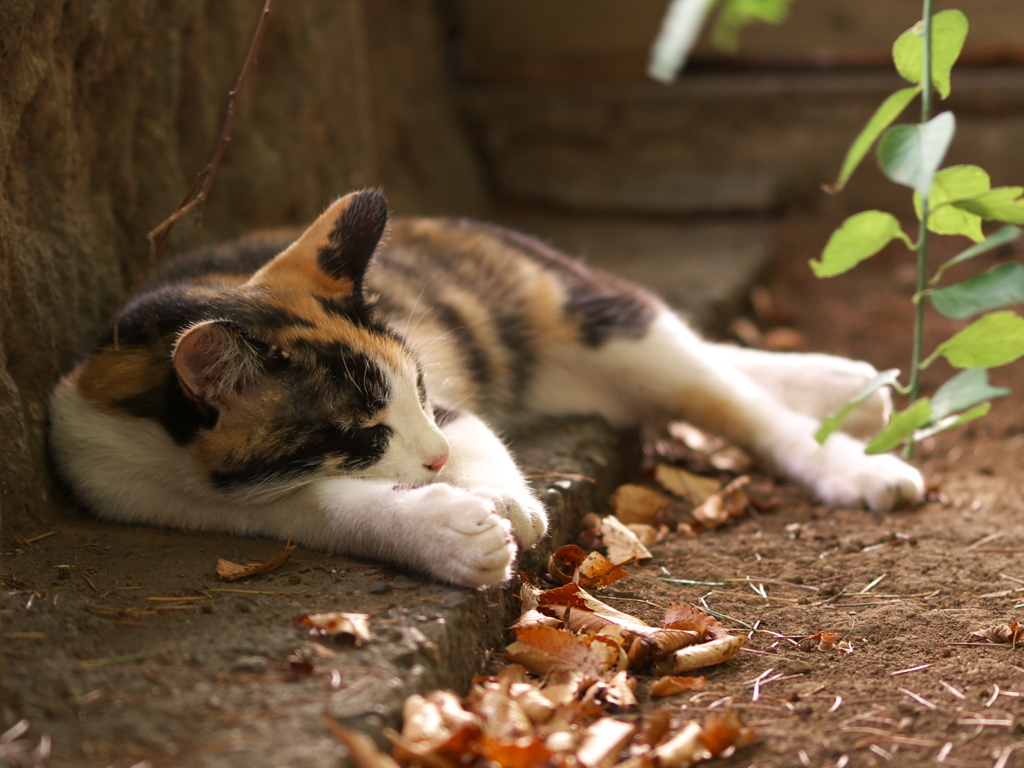 神社猫13