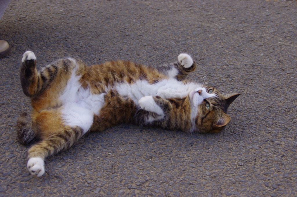 公園猫30