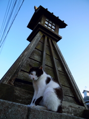 通りすがり猫20