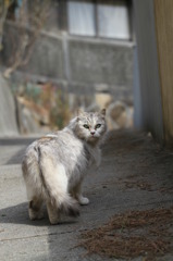 尾道猫7