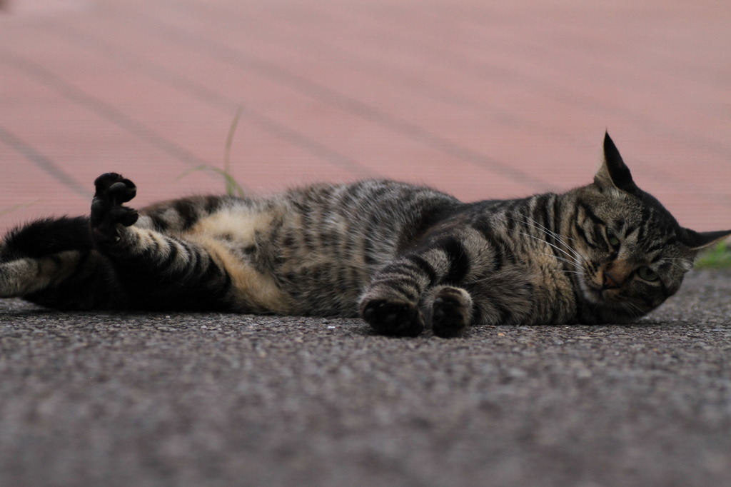 公園猫22