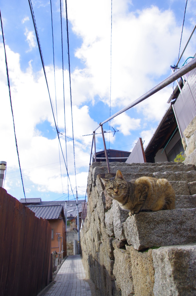 尾道猫12