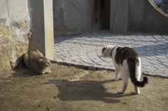 尾道猫53