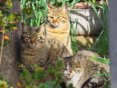 通りすがり猫199
