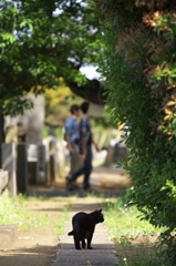 通りすがり猫161