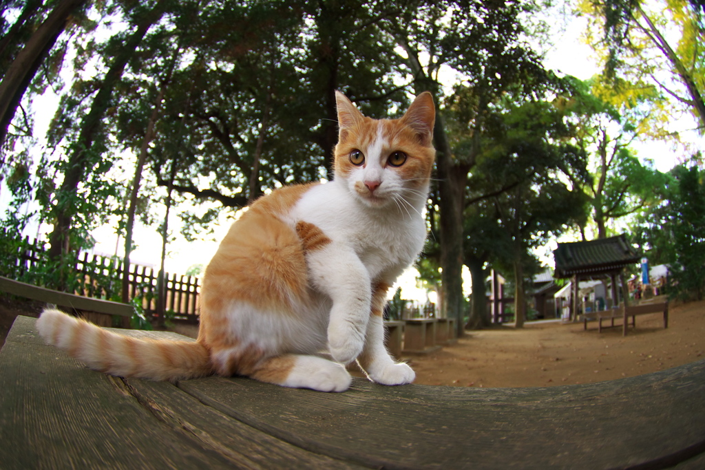 神社猫32