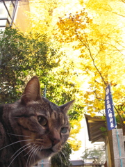 通りすがり猫289