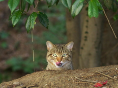 公園猫126