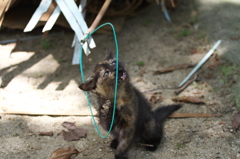 尾道猫74