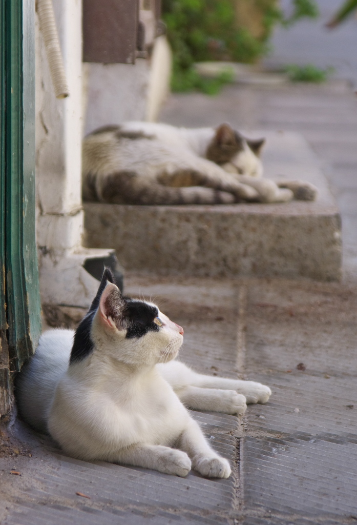 アテネ猫19