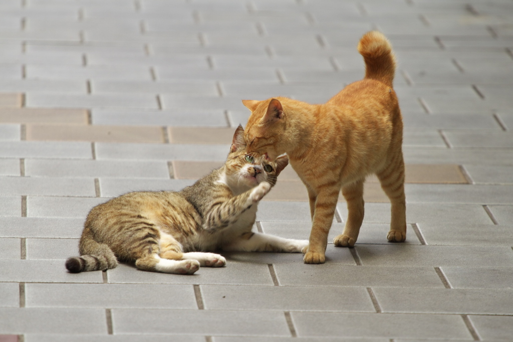 通りすがり猫219