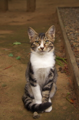 神社猫20