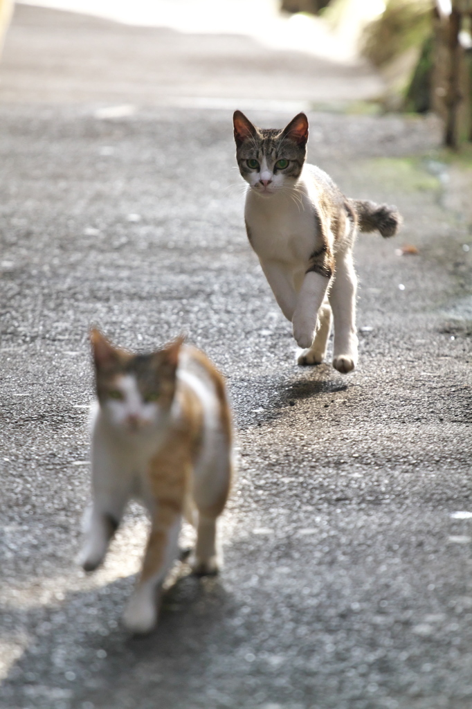 通りすがり猫257