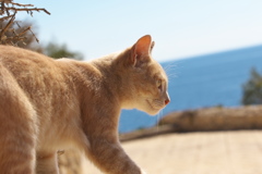 地中海猫28