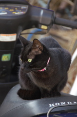 通りすがり猫70