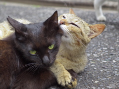 通りすがり猫174