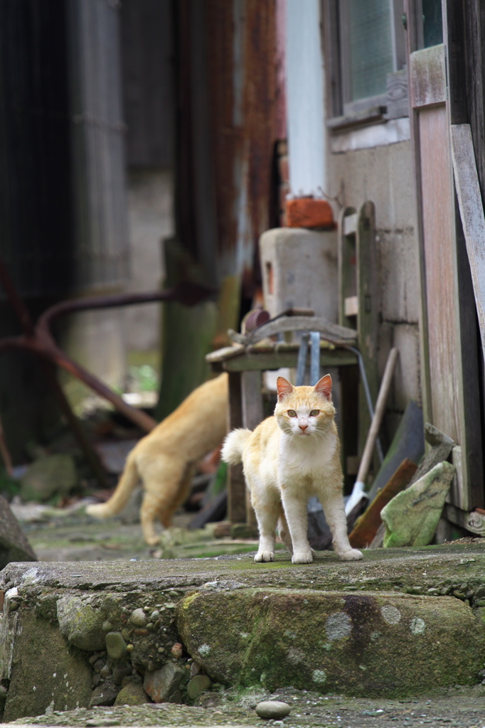 猫島猫22