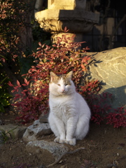 神社猫136