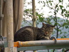 尾道猫102