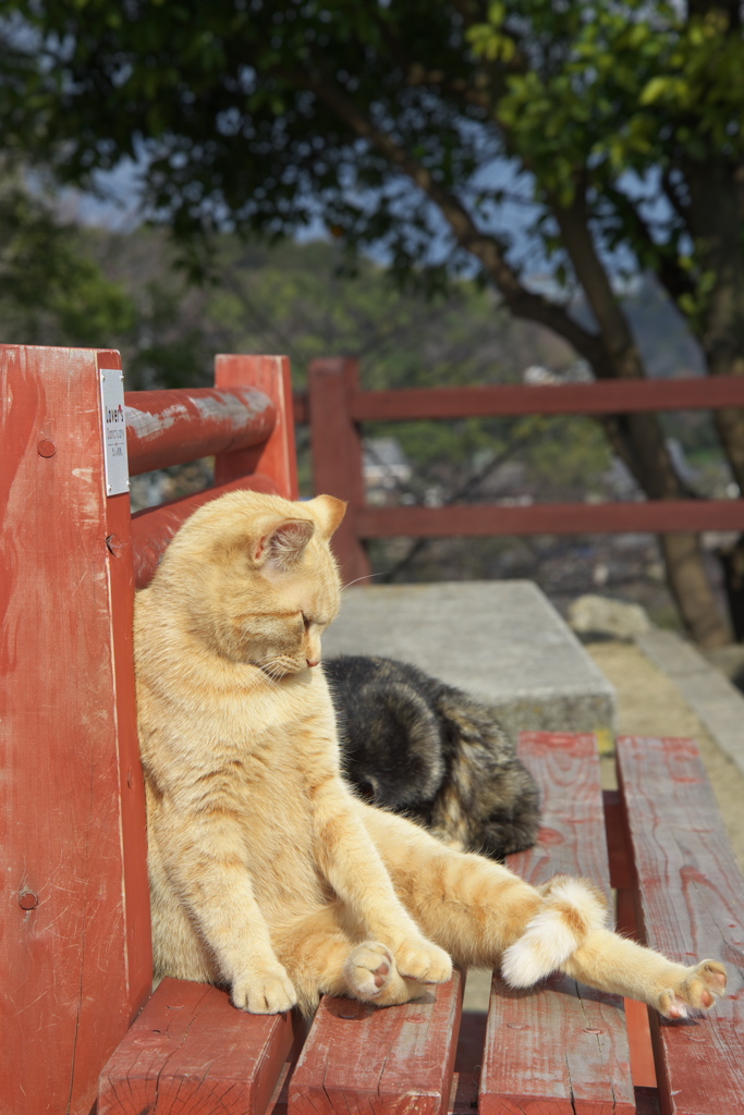 尾道猫25