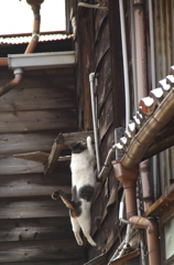 通りすがり猫114