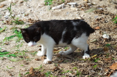 南の島猫35