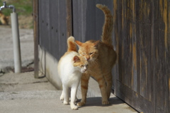 猫島猫07