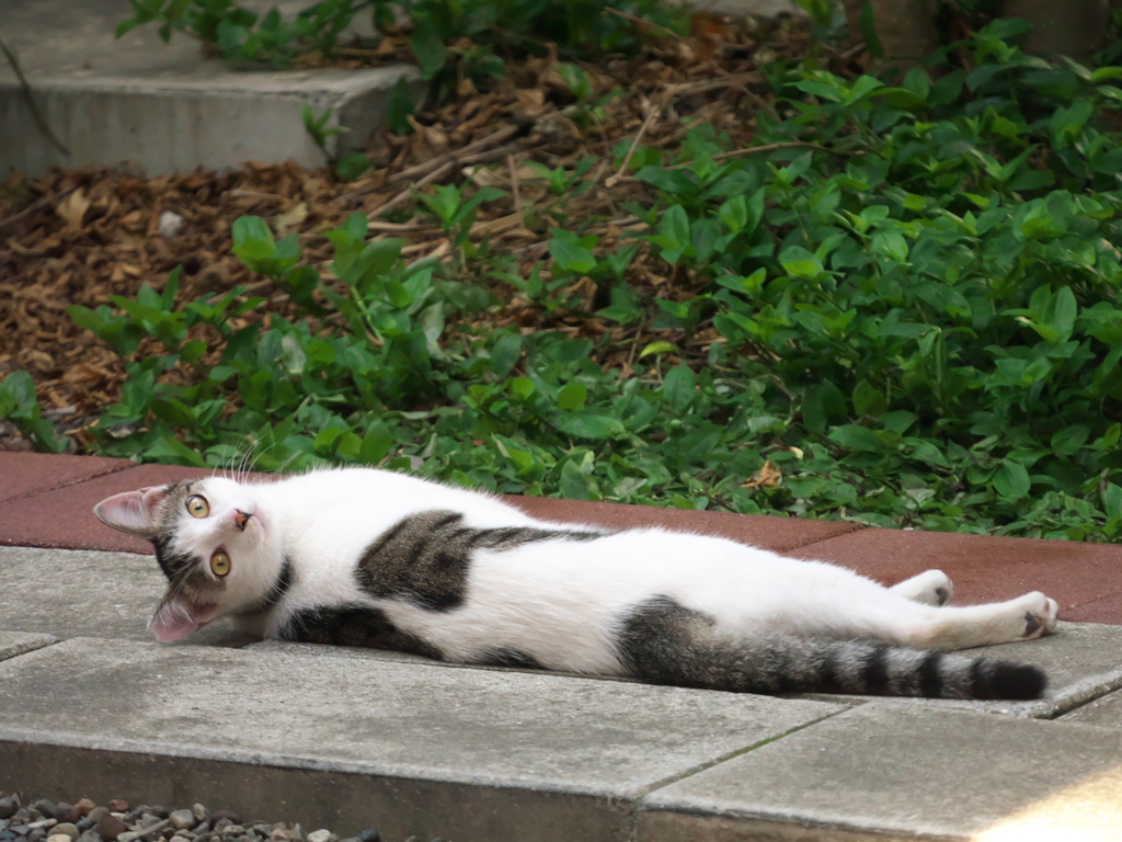 通りすがり猫274