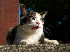神社猫151