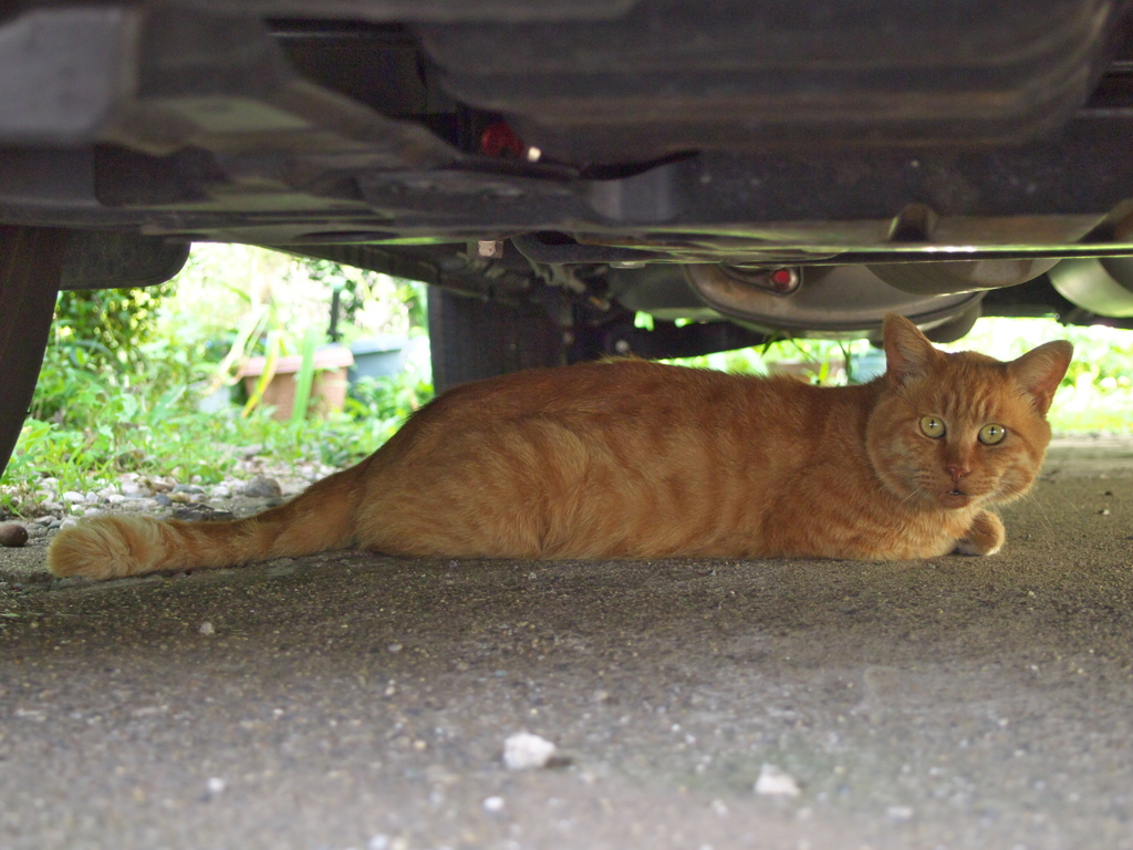 通りすがり猫140