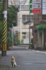 通りすがり猫248