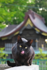 神社猫79
