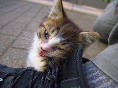 公園猫84