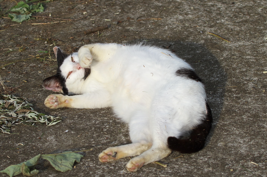 S公園猫27