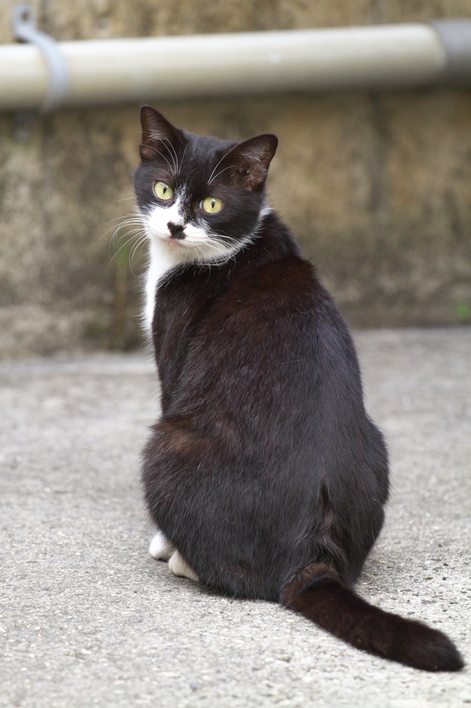 南の島猫36